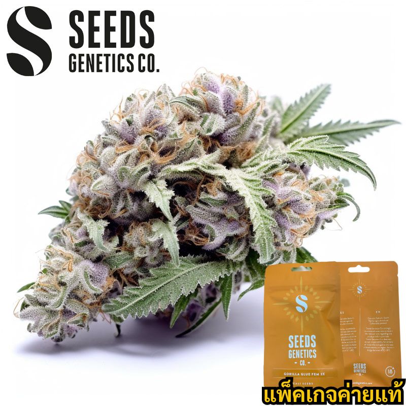 เมลดคาย Seeds Genetics Gorilla Glue Cali Seeds แพค 3 เมลด ชอ