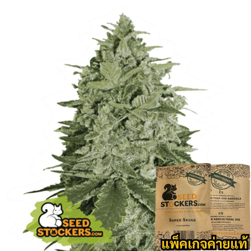 Seedstockers Super Skunk Photo