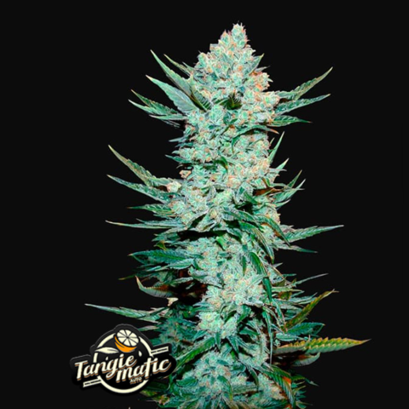 เมล็ดค่าย 420 Fastbuds Tangie Auto ( ชื่อพันธุ์ : Tangie ค่าย ...