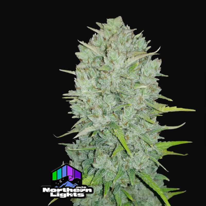 เมล็ดค่าย 420 Fastbuds Northern Lights Auto ( ชื่อพันธุ์ : Northern ...